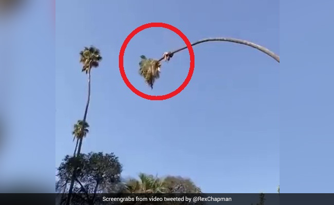 Man Cuts Palm Tree... While Sitting On It. Watch What Happens