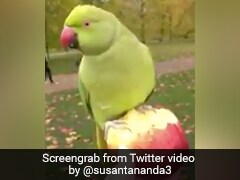 Parrot Eating Apple From Human Hand Amazes The Internet; Watch Viral Video Here Parrot Eating Apple From Human Hand Amazes The Internet; Watch Viral Video Here
