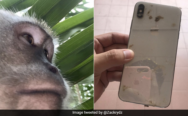 After Retrieving His Missing Phone, Man Finds It Full Of Monkey 'Selfies'