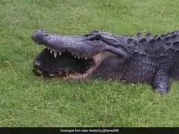 भूखे मगरमच्छ ने की कछुए को खाने की कोशिश, मुंह में डालते ही हुआ कुछ ऐसा - देखें Video भूखे मगरमच्छ ने की कछुए को खाने की कोशिश, मुंह में डालते ही हुआ कुछ ऐसा - देखें Video