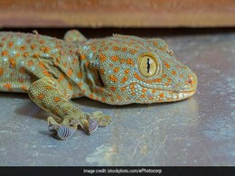 करोड़ों में बिकती हैं यह दुर्लभ छिपकलियां, थैला भरकर ले जा रहा था तस्कर, BSF ने ऐसे दबोचा करोड़ों में बिकती हैं यह दुर्लभ छिपकलियां, थैला भरकर ले जा रहा था तस्कर, BSF ने ऐसे दबोचा