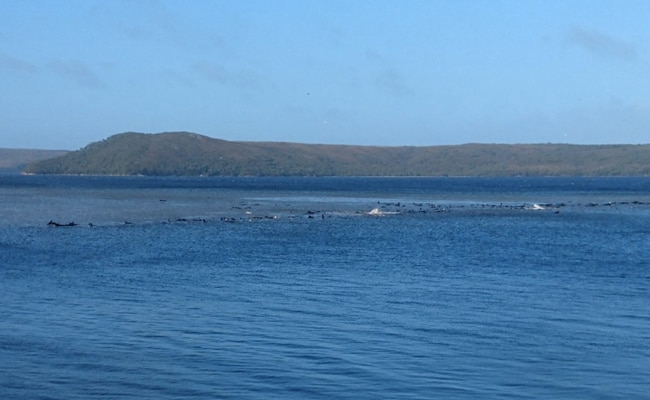 Up To 70 Whales Stranded In Southern Australia