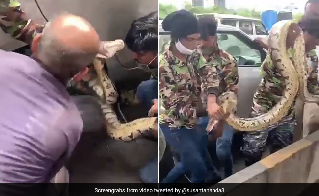 10-Foot Python, Caught In Car Tyre, Rescued In Mumbai. Video Is Viral