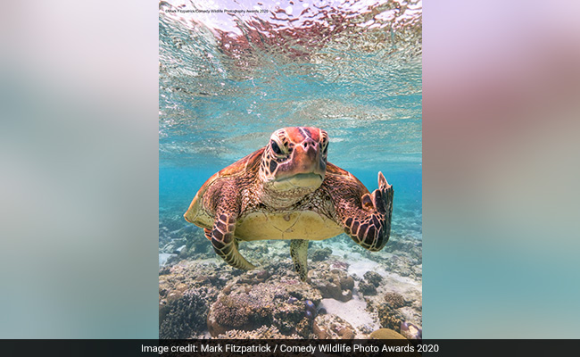 Comedy Wildlife Photography Awards 2020: A Rude Turtle And Other Winners