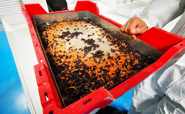 World's Biggest Insect Farm To Come Up In France After Firm Raises $224 Million