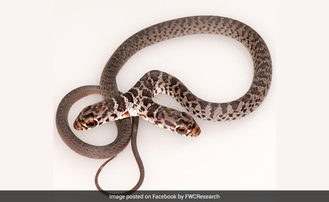 Look What The Cat Dragged In! Family Pet Brings Two-Headed Snake Inside