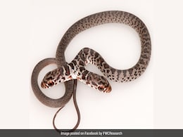 Look What The Cat Dragged In! Family Pet Brings Two-Headed Snake Inside Look What The Cat Dragged In! Family Pet Brings Two-Headed Snake Inside