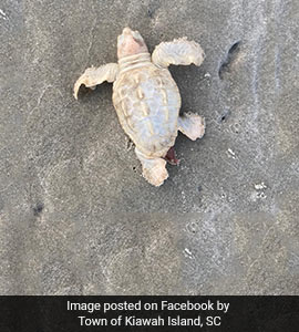 Rare White Sea Turtle Found On Beach. See Viral Pics