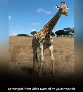 Over 9 Million Views For Hilarious Video Showing How A Giraffe Eats Grass