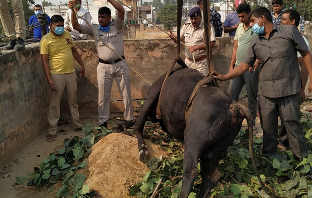 Delhi पुलिस ने 10 फुट गहरे गड्ढे में गिरे बैल को निकाला, जनता से मिली तारीफ