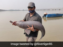 How A Dolphin, Stranded In Barabanki Canal, Was Rescued