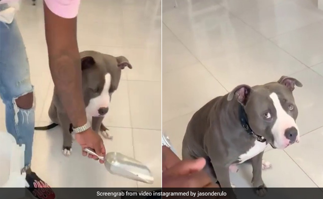 People Pretend To Put Their Dogs On A Diet With ROFL Results In New Trend
