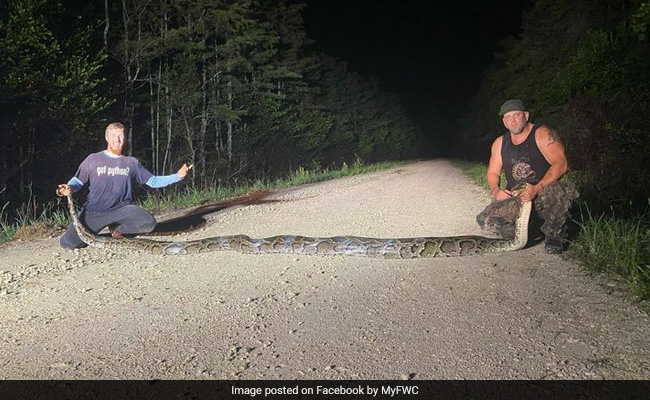 "Beast Of A Snake": Huge Python Sets New Record In Florida