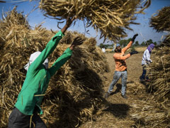 PM Modi's Farm Move Can Turn India Into Food-Export Powerhouse: Official