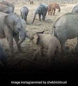 2-Month-Old Elephant Tries To Fight Older Ones In LOL Video