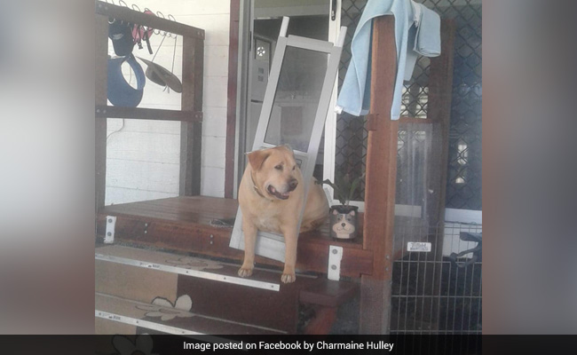 मालिक अस्पताल में था भर्ती, रोज सुबह से शाम तक हॉस्पिटल के बाहर इंतजार करता रहा डॉगी