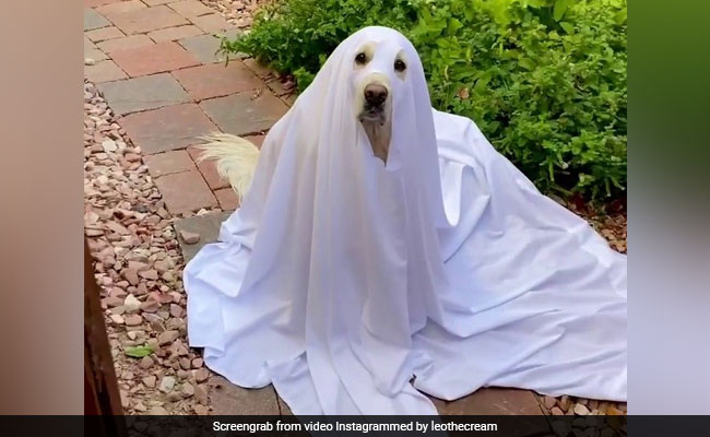 A Rare "Ghoulden Retriever", Only Seen Around Halloween. Watch ROFL Video