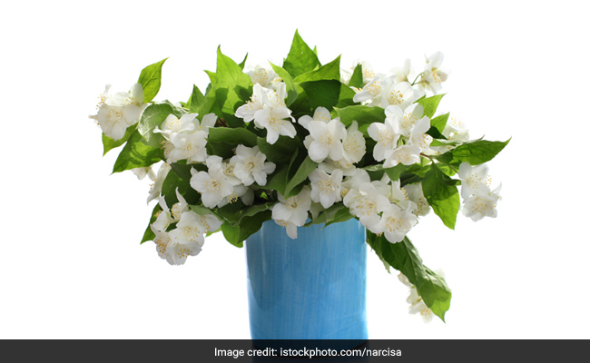 Plants For Home & Office: ये पौधे बदल देंगे आपके घर और वर्क प्लेस का माहौल