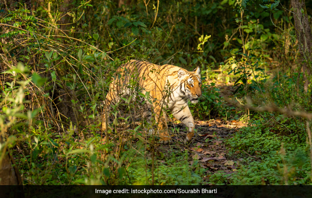 Centre Approves Dholpur-Karauli Tiger Reserve In Rajasthan