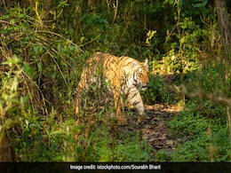 Pilibhit Tiger Reserve Gets Global Award For Doubling Tiger Population Pilibhit Tiger Reserve Gets Global Award For Doubling Tiger Population