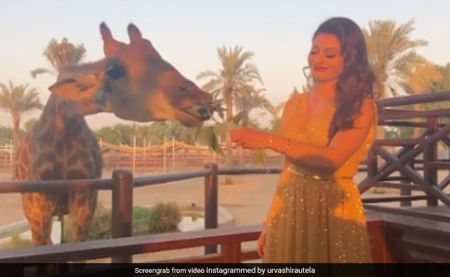 उर्वशी रौतेला जिराफ को खिला रहीं थी पत्ता तभी मुंह से निकाली ऐसी आवाज, हंस पड़े सभी लोग- देखें Video