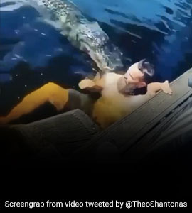 Viral Video: Man Swims With Alligator, Looks Surprised When It Attacks