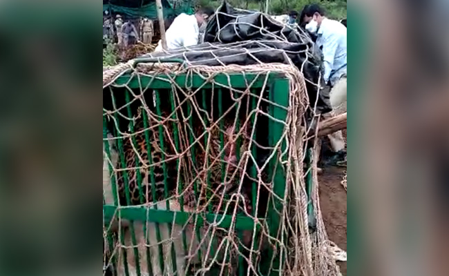 Six-Year-Old Leopard Preying On Cows Caught In Telangana