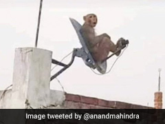 What's More LOL - The Pic Anand Mahindra Tweeted Or The Winning Captions? What's More LOL - The Pic Anand Mahindra Tweeted Or The Winning Captions?