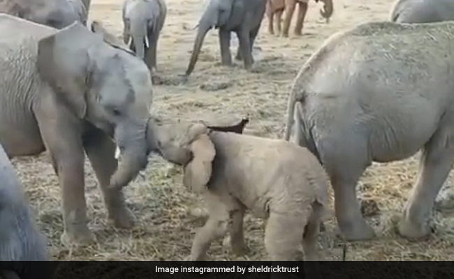 "Little Menace": 2-Month-Old Elephant Tries To Fight Older Ones In LOL Video