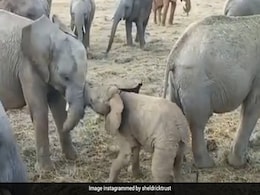 बड़े भाई से भिड़ गया दो महीने का हाथी का बच्चा, सूंड से ऐसे किया Attack और फिर... देखें Viral Video बड़े भाई से भिड़ गया दो महीने का हाथी का बच्चा, सूंड से ऐसे किया Attack और फिर... देखें Viral Video