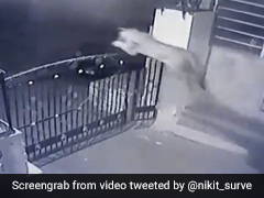 A Leopard's Stunning Leap Over A Tall Gate While Chasing Its Prey. Watch