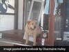 Dog Put On A Diet After Getting Stuck In Doggy Door. Pics Are Hilarious Dog Put On A Diet After Getting Stuck In Doggy Door. Pics Are Hilarious