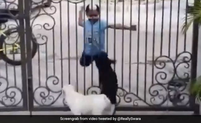 बच्चे ने डॉगी को चिढ़ाने के लिए यूं किया जबरदस्त भांगड़ा, खूब Viral हो रहा है Video