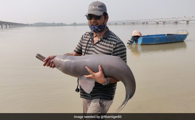 How A Dolphin, Stranded In Barabanki Canal, Was Rescued