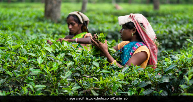 What Oxfam India's Study Reveals About Assam's Tea Workers
