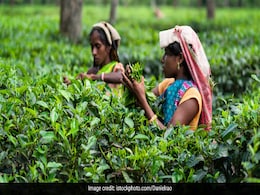 Assam Students' Body Withdraws Tea Garden Bandh Call On Monday Assam Students' Body Withdraws Tea Garden Bandh Call On Monday