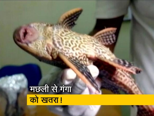 गंगा नदी में अमेजन की मछली मिलने से बढ़ी चिंता