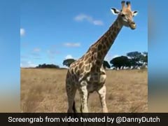 Over 9 Million Views For Hilarious Video Showing How A Giraffe Eats Grass