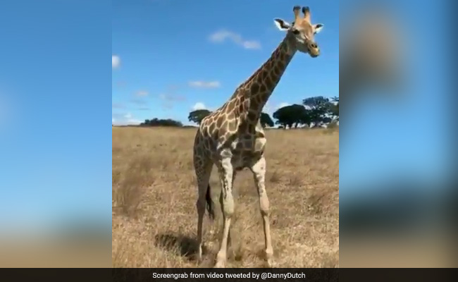 Over 9 Million Views For Hilarious Video Showing How A Giraffe Eats Grass