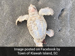 Rare White Sea Turtle Found On Beach. See Viral Pics Rare White Sea Turtle Found On Beach. See Viral Pics