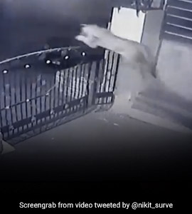 A Leopard's Stunning Leap Over A Tall Gate While Chasing Its Prey. Watch