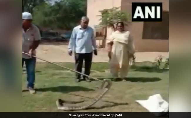 8-Foot Long Python Rescued From Back Of Car In Haryana