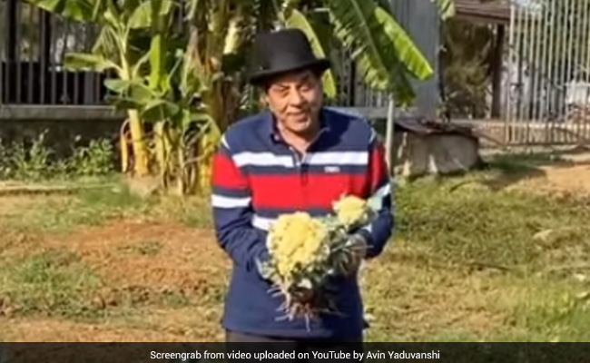 धर्मेंद्र फिल्मों से दूर फार्म हाउस पर यूं जी रहे जिंदगी, कभी गोभी तो कभी टमाटर दिखाते आए नजर-देखें Video