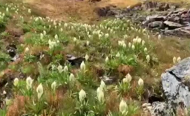 Watch: Rare Brahma Kamal Flower Bloom In Uttarakhand's Snow-Clad Chamoli