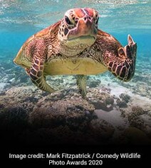 Comedy Wildlife Photography Awards 2020: A Rude Turtle And Other Winners Comedy Wildlife Photography Awards 2020: A Rude Turtle And Other Winners