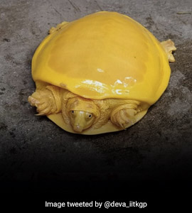 After Odisha, A Bright Yellow Turtle Has Been Spotted In Bengal