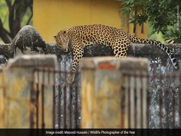 Wildlife Photographer Of The Year 2020: Indian Photographers Who Impressed Judges Wildlife Photographer Of The Year 2020: Indian Photographers Who Impressed Judges