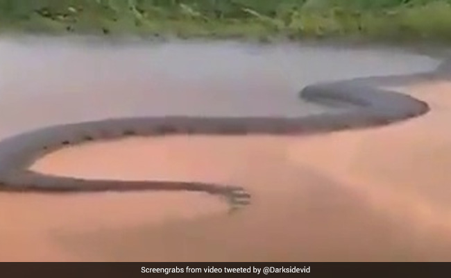 Is That A 50 Foot Anaconda Here S The Truth Behind Viral Snake Video Is That A 50 Foot Anaconda Here S The Truth Behind Viral Snake Video