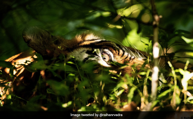 Can You Spy The Tiger With Your Little Eye In Pic Shared By Priyanka Gandhi's Son?