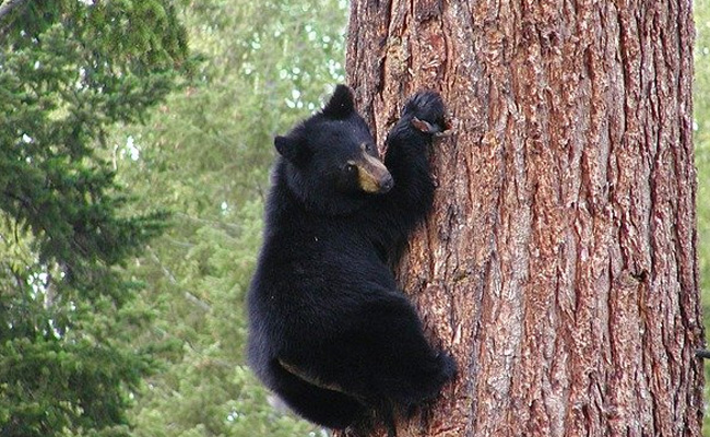 Video: Black Bear Breaks Into US Home, Steals Frozen Lasagna From Freezer